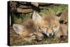 Red Fox 7 Week Old Cubs Sleeping-null-Stretched Canvas