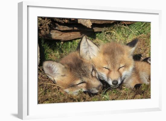 Red Fox 7 Week Old Cubs Sleeping-null-Framed Photographic Print