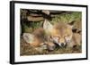 Red Fox 7 Week Old Cubs Sleeping-null-Framed Photographic Print