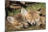 Red Fox 7 Week Old Cubs Sleeping-null-Mounted Photographic Print