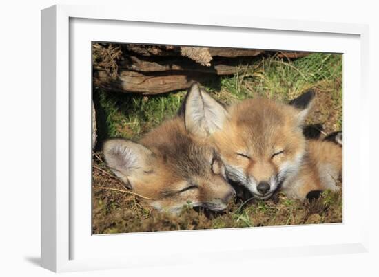 Red Fox 7 Week Old Cubs Sleeping-null-Framed Photographic Print