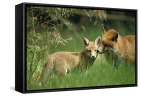 Red Fox Adult and Cub Stand in Grass-null-Framed Stretched Canvas