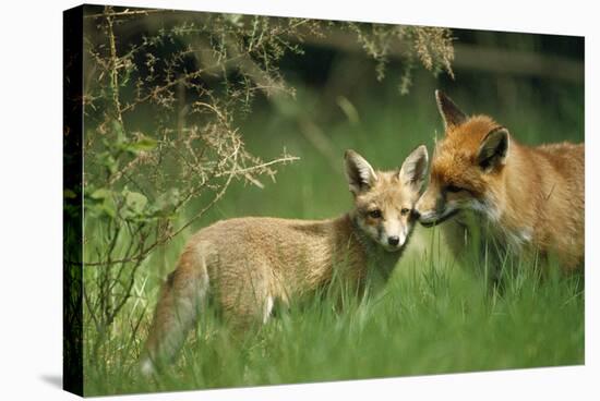 Red Fox Adult and Cub Stand in Grass-null-Stretched Canvas