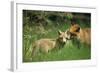 Red Fox Adult and Cub Stand in Grass-null-Framed Photographic Print