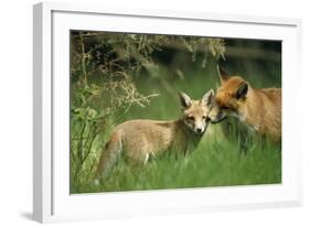 Red Fox Adult and Cub Stand in Grass-null-Framed Photographic Print