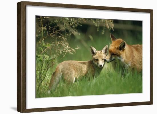 Red Fox Adult and Cub Stand in Grass-null-Framed Photographic Print