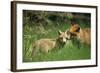 Red Fox Adult and Cub Stand in Grass-null-Framed Photographic Print