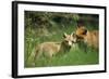 Red Fox Adult and Cub Stand in Grass-null-Framed Photographic Print