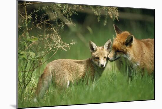 Red Fox Adult and Cub Stand in Grass-null-Mounted Photographic Print