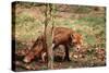 Red Fox Adult Behind Small Tree-null-Stretched Canvas