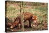 Red Fox Adult Behind Small Tree-null-Stretched Canvas