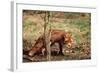 Red Fox Adult Behind Small Tree-null-Framed Photographic Print