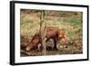 Red Fox Adult Behind Small Tree-null-Framed Photographic Print