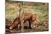 Red Fox Adult Behind Small Tree-null-Mounted Photographic Print