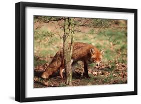 Red Fox Adult Behind Small Tree-null-Framed Photographic Print