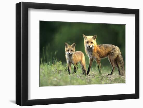 Red Fox Adult with Kit, Illinois-Richard and Susan Day-Framed Photographic Print