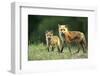 Red Fox Adult with Kit, Illinois-Richard and Susan Day-Framed Photographic Print