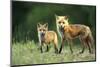 Red Fox Adult with Kit, Illinois-Richard and Susan Day-Mounted Photographic Print