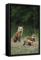 Red Fox Adults with Kit, Illinois-Richard and Susan Day-Framed Stretched Canvas