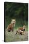 Red Fox Adults with Kit, Illinois-Richard and Susan Day-Stretched Canvas