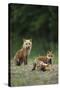 Red Fox Adults with Kit, Illinois-Richard and Susan Day-Stretched Canvas