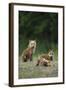 Red Fox Adults with Kit, Illinois-Richard and Susan Day-Framed Photographic Print