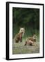 Red Fox Adults with Kit, Illinois-Richard and Susan Day-Framed Photographic Print