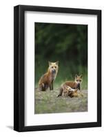 Red Fox Adults with Kit, Illinois-Richard and Susan Day-Framed Photographic Print