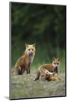 Red Fox Adults with Kit, Illinois-Richard and Susan Day-Mounted Photographic Print