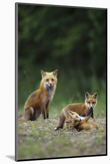 Red Fox Adults with Kit, Illinois-Richard and Susan Day-Mounted Photographic Print