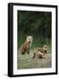 Red Fox Adults with Kit, Illinois-Richard and Susan Day-Framed Photographic Print