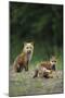 Red Fox Adults with Kit, Illinois-Richard and Susan Day-Mounted Photographic Print