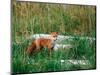 Red Fox, Alaska Peninsula, Alaska, USA-Dee Ann Pederson-Mounted Photographic Print