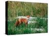 Red Fox, Alaska Peninsula, Alaska, USA-Dee Ann Pederson-Stretched Canvas