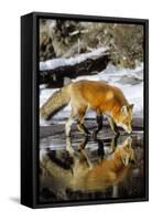 Red Fox Along Edge of Freezing Lake, November-null-Framed Stretched Canvas
