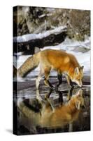 Red Fox Along Edge of Freezing Lake, November-null-Stretched Canvas