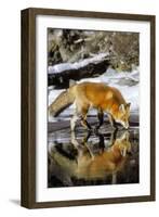 Red Fox Along Edge of Freezing Lake, November-null-Framed Photographic Print