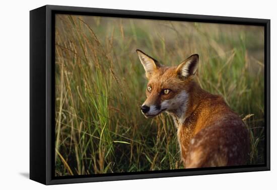 Red Fox Close-Up in Tall Grass-null-Framed Stretched Canvas