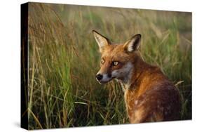 Red Fox Close-Up in Tall Grass-null-Stretched Canvas