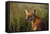 Red Fox Close-Up in Tall Grass-null-Framed Stretched Canvas