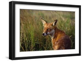Red Fox Close-Up in Tall Grass-null-Framed Photographic Print