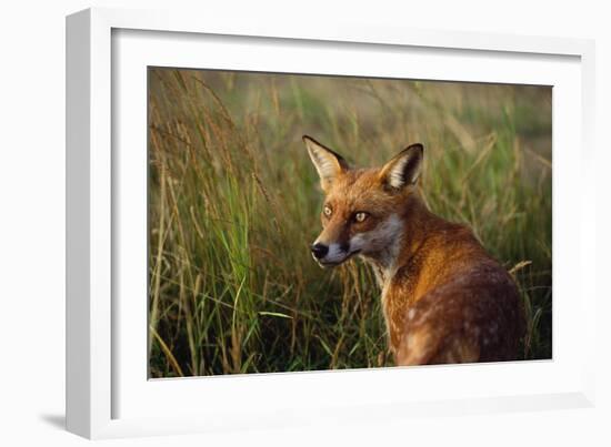 Red Fox Close-Up in Tall Grass-null-Framed Photographic Print