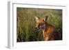 Red Fox Close-Up in Tall Grass-null-Framed Photographic Print