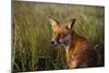 Red Fox Close-Up in Tall Grass-null-Mounted Photographic Print