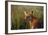 Red Fox Close-Up in Tall Grass-null-Framed Photographic Print