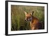 Red Fox Close-Up in Tall Grass-null-Framed Photographic Print