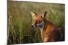 Red Fox Close-Up in Tall Grass-null-Mounted Photographic Print