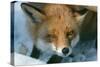 Red Fox Close-Up in the Snow-null-Stretched Canvas