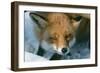 Red Fox Close-Up in the Snow-null-Framed Photographic Print