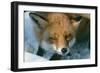 Red Fox Close-Up in the Snow-null-Framed Photographic Print